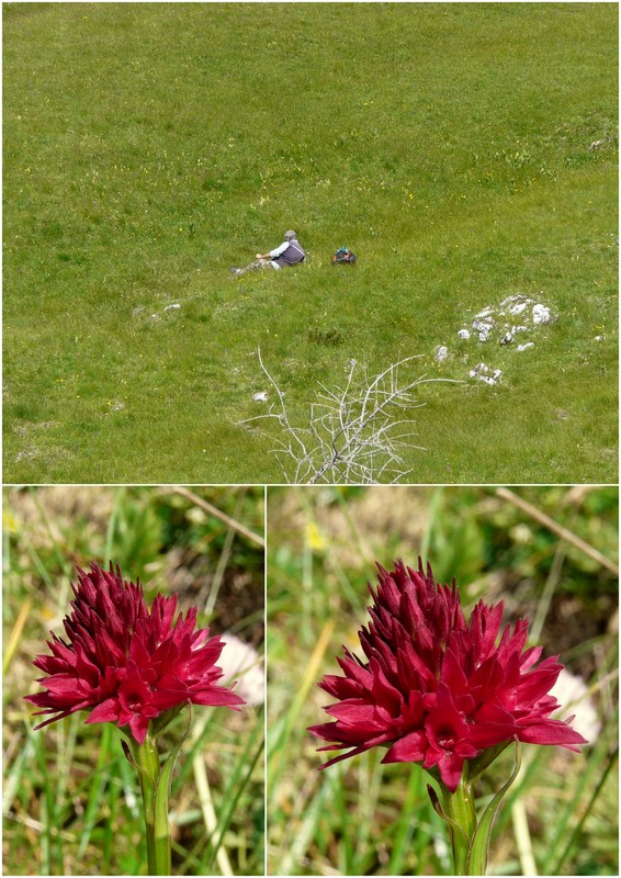 Una giornata a Valparola. Dactylorhiza, Nigritella e grandi montagne!